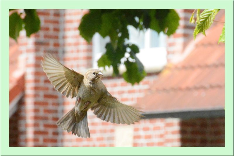 Feldsperling Weibchen im Flug